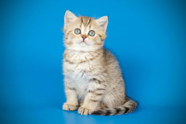 Scottish straight shorthair cat on colored backgrounds — Stock Photo, Image