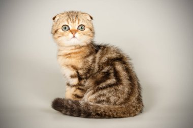 İskoç fold stenografi kedi renkli arka plan üzerinde