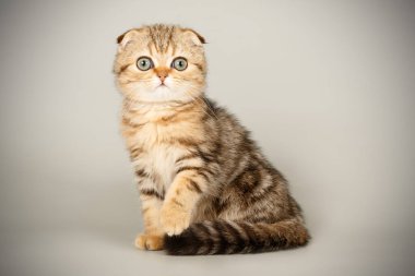 İskoç fold stenografi kedi renkli arka plan üzerinde