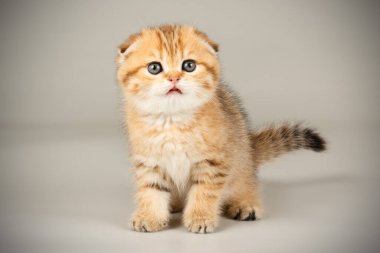 İskoç fold stenografi kedi renkli arka plan üzerinde