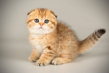 İskoç fold stenografi kedi renkli arka plan üzerinde