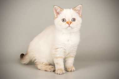 İskoç fold stenografi kedi renkli arka plan üzerinde