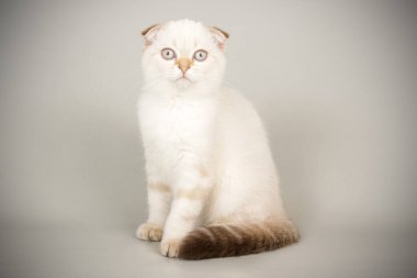 İskoç fold stenografi kedi renkli arka plan üzerinde