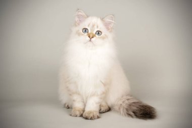 renkli arka plan üzerinde İskoç düz longhair kedi