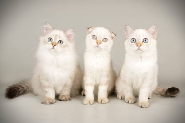 Renkli arka plan üzerinde İskoç kedi