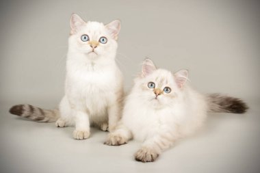 Renkli arka plan üzerinde İskoç kedi