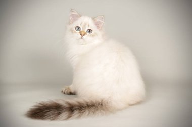 renkli arka plan üzerinde İskoç düz longhair kedi