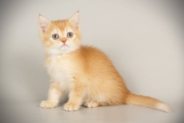 renkli arka plan üzerinde İskoç düz stenografi kedi