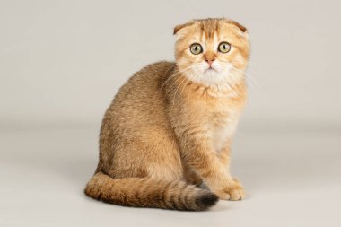 İskoç fold stenografi kedi renkli arka plan üzerinde