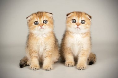 İskoç fold stenografi kedi renkli arka plan üzerinde