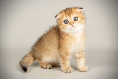 İskoç fold stenografi kedi renkli arka plan üzerinde