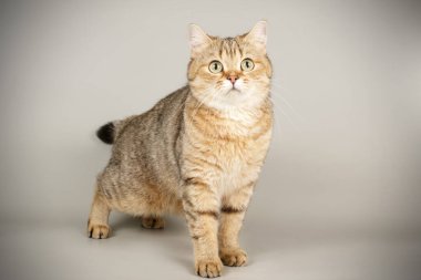 renkli arka plan üzerinde İskoç düz stenografi kedi