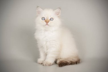 renkli arka plan üzerinde İskoç düz longhair kedi