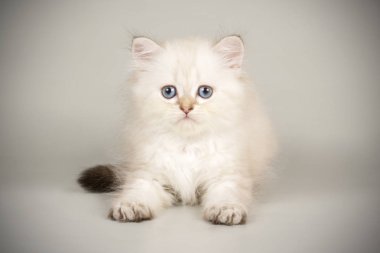 renkli arka plan üzerinde İskoç düz longhair kedi