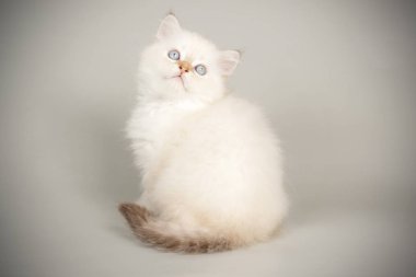 renkli arka plan üzerinde İskoç düz longhair kedi