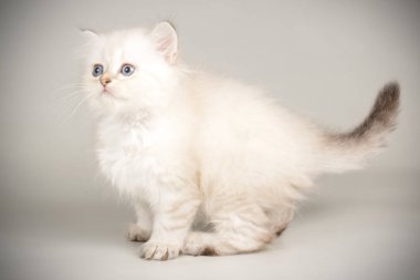 renkli arka plan üzerinde İskoç düz longhair kedi
