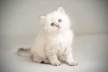 renkli arka plan üzerinde İskoç düz longhair kedi