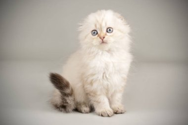 İskoç fold longhair kedi renkli arka plan üzerinde