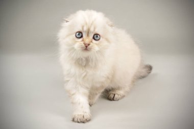 İskoç fold longhair kedi renkli arka plan üzerinde