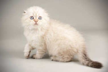 İskoç fold longhair kedi renkli arka plan üzerinde