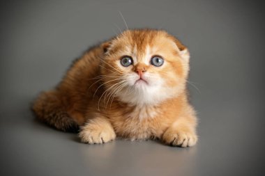 İskoç fold stenografi kedi renkli arka plan üzerinde