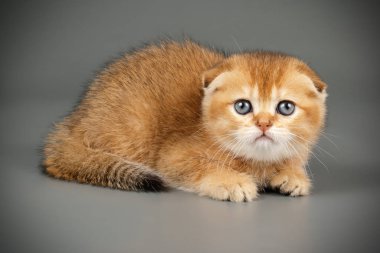 İskoç fold stenografi kedi renkli arka plan üzerinde