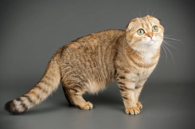 İskoç fold stenografi kedi renkli arka plan üzerinde