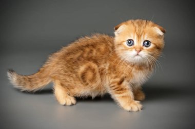 İskoç fold stenografi kedi renkli arka plan üzerinde