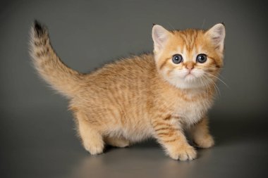 renkli arka plan üzerinde İskoç düz stenografi kedi