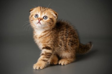 İskoç fold stenografi kedi renkli arka plan üzerinde