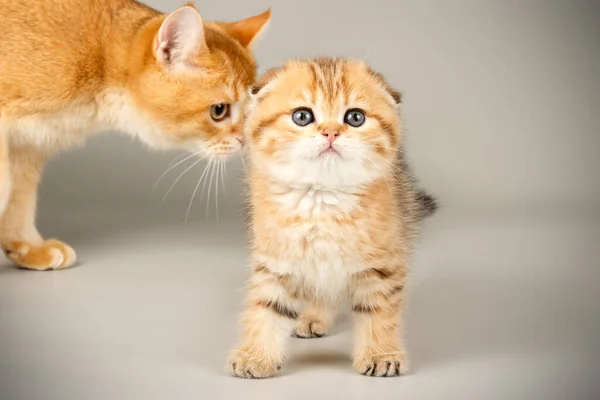 Scottish Fold Shorthair Cat Colored Backgrounds — Stock Photo, Image