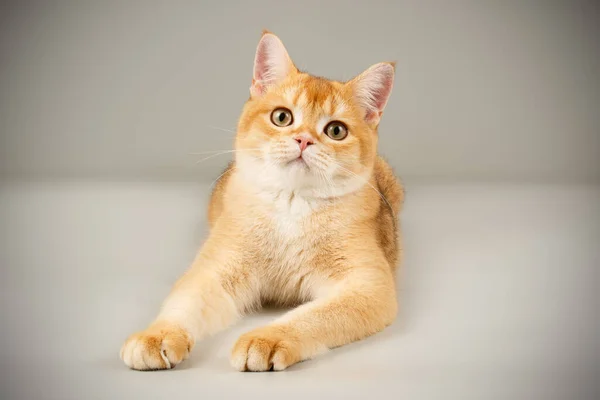 Schottische Kurzhaarkatze Auf Farbigen Hintergründen — Stockfoto