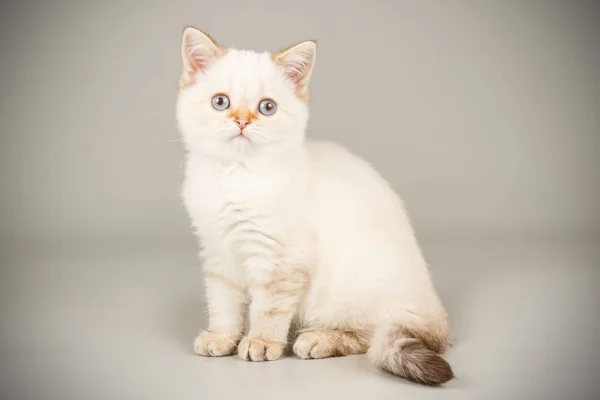 Escocês Linha Reta Curta Gato Fundos Coloridos — Fotografia de Stock