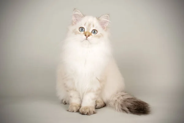 Szkocki prosto długowłosy kot na kolorowe tło — Zdjęcie stockowe