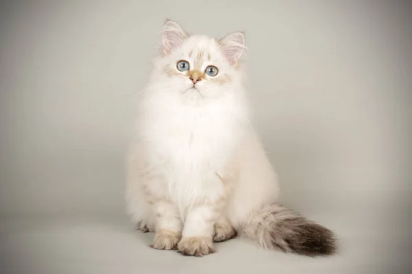 Scottish straight longhair cat on colored backgrounds — Stock Photo, Image