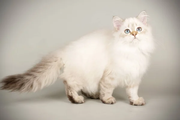 Escocês reta longhair gato em fundos coloridos — Fotografia de Stock