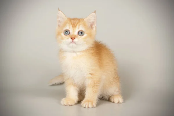 Schottische Kurzhaarkatze auf farbigen Hintergründen — Stockfoto