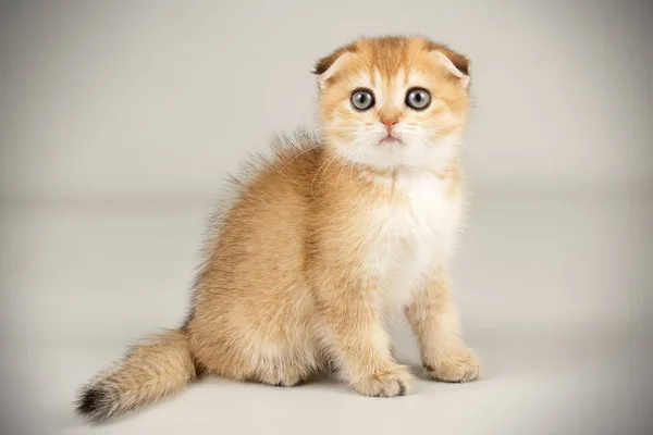 Scottish Διπλώνετε γάτα shorthair σε έγχρωμα φόντα — Φωτογραφία Αρχείου