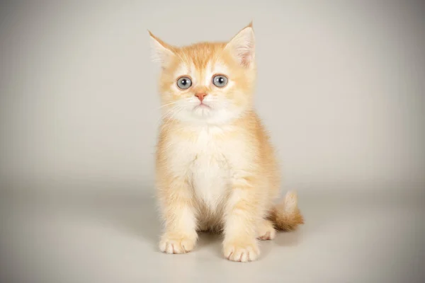 Шотландская короткошерстная кошка на цветном фоне — стоковое фото