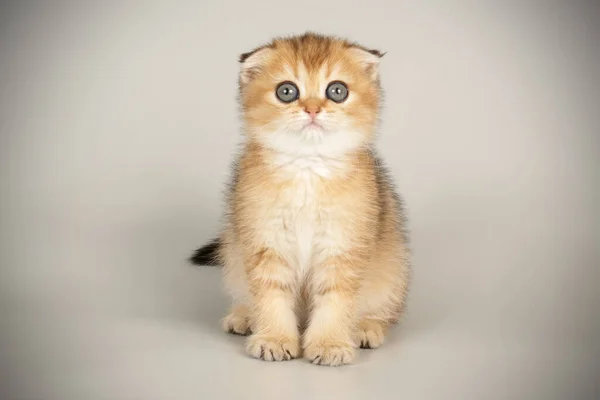 Escocês dobra curta gato em fundos coloridos — Fotografia de Stock