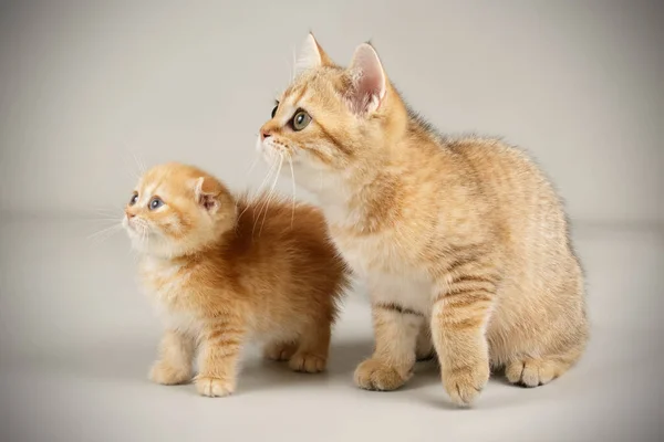 Gato escocês em fundos coloridos — Fotografia de Stock