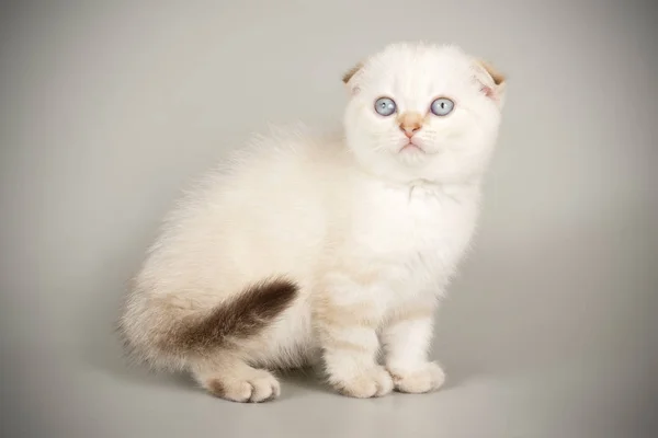 Schottische Falte Kurzhaarkatze auf farbigen Hintergründen — Stockfoto