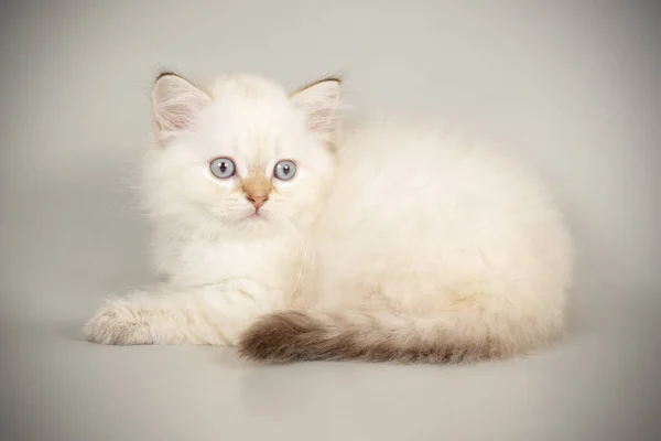 Scottish straight longhair cat on colored backgrounds — Stock Photo, Image