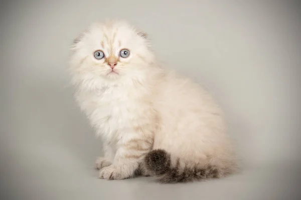 Pieghevole scozzese gatto longhair su sfondi colorati — Foto Stock