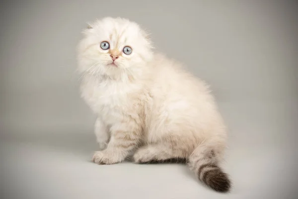 Schottische Falte langhaarige Katze auf farbigen Hintergründen — Stockfoto