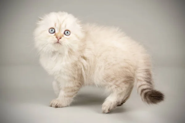 Шотландский длинноволосый кот на цветном фоне — стоковое фото