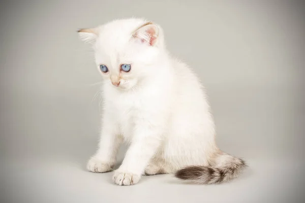 Chat écossais droit à poil court sur fond coloré — Photo