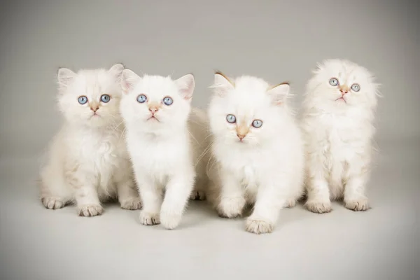 Gato escocês em fundos coloridos — Fotografia de Stock