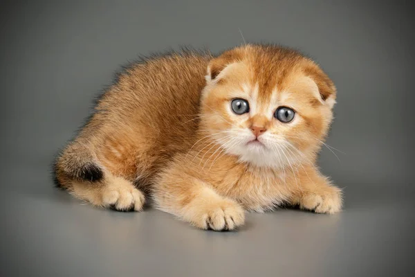 Fold visztula fülü macskák Rövidszőrű macska a színes hátterek — Stock Fotó