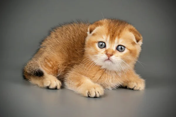 Schottische Falte Kurzhaarkatze auf farbigen Hintergründen — Stockfoto